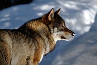 Alpha, Le Temps du Loup – myplanetexperience.com