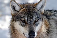 Alpha, Le Temps du Loup – myplanetexperience.com