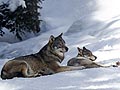 Alpha, le Temps du Loup – myplanetexperience.com