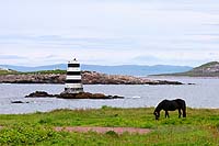 Saint Pierre et Miquelon - chevaux