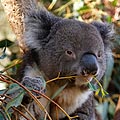 Kangaroo Island – myplanetexperience.com