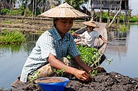 Myanmar Birmanie experience : jardins flottants, Lac Inlé