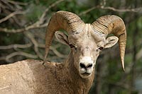canada experience : mouflon d'amrique, banff national park,alberta