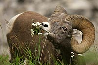canada experience : mouflon d'amrique, jasper national park,alberta