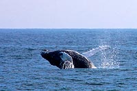 Terre-Neuve experience : baleines  bosses - St. Vincent