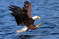 Terre-Neuve experience : bald eagle ou pygargue  tte blanche, aigle emblmatique du terra nova national park