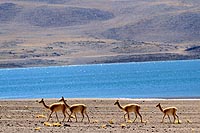 Chili, dsert Atacama : lagunas Miscanti
