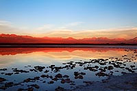 Chili, dsert Atacama : laguna Cejar