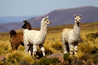 Chili, dsert Atacama : Lamas