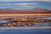 Chili, dsert Atacama : laguna Chaxa