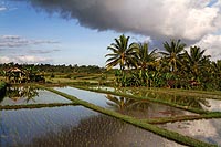Bali experience : rizières en terrasses de Campuhan