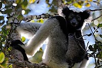 Madagascar experience : côte est