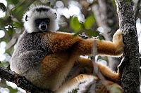 Madagascar experience : réserve indri-indri