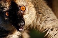 Madagascar experience : réserve vakona