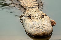 Louisiane experience : alligator park bayou pierre