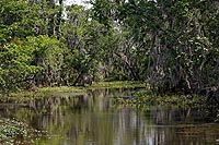 Louisiane experience : bayou Lafourche