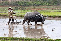 Vietnam experience : travail des buffles